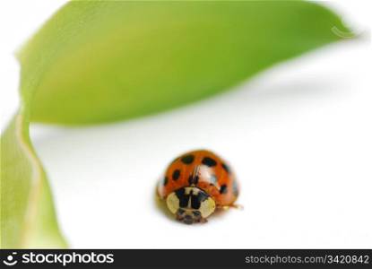 Macro ladybug