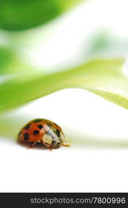 Macro ladybug and nature leaf