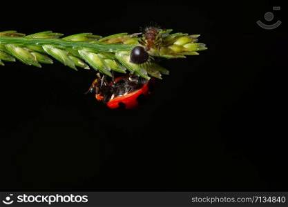 Macro ladybug on a branch