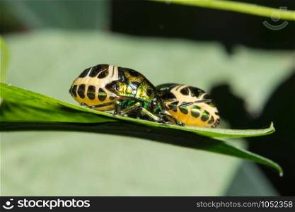 Macro ladybug on leaf