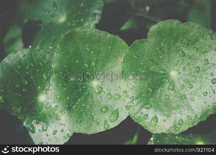 Macro leaf background