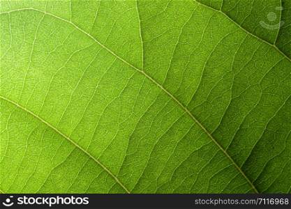 Macro leaf pattern background