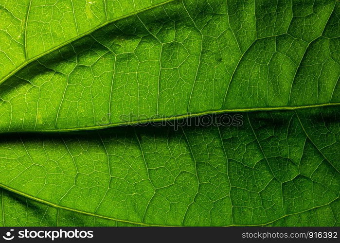 Macro leaf pattern background