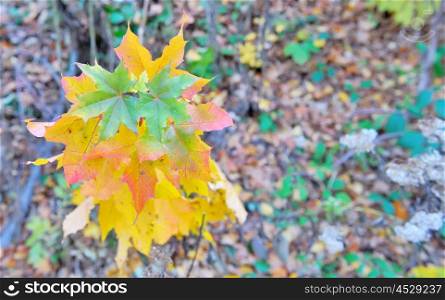 Macro leaves in autumn forest