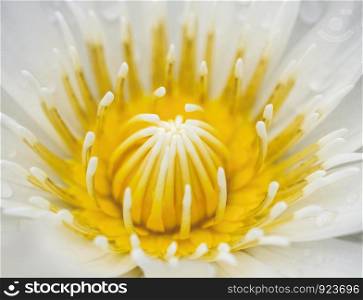 Macro lotus or water lily background