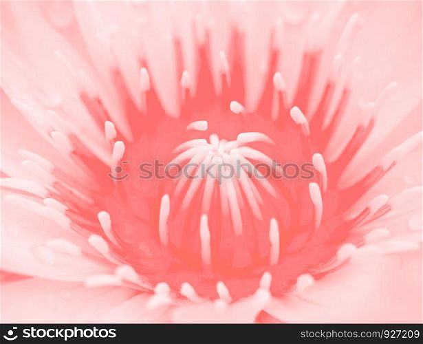 Macro lotus or water lily background Pantone Color of the Year 2019 Living Coral