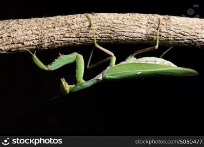 Macro Mantis Green on the Branch