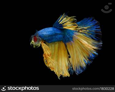 macro moving moment of blue siamese fighting fish on black background with clipping path.