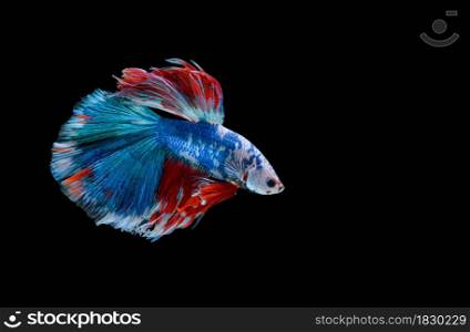 macro moving moment of blue siamese fighting fish on black background with clipping path.