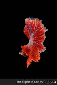 macro moving moment of red siamese fighting fish on black background with clipping path.