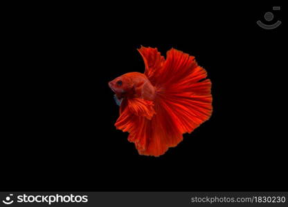 macro moving moment of red siamese fighting fish on black background with clipping path.