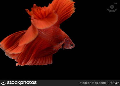 macro moving moment of red siamese fighting fish on black background with clipping path.