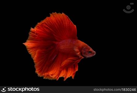 macro moving moment of red siamese fighting fish on black background with clipping path.