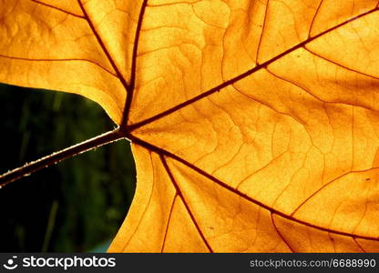 Macro of a Autumn leaf