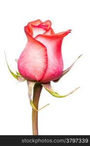 macro of a beautiful roses on a white background