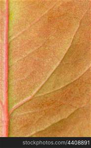 Macro of a brown yellow leaf in the fall