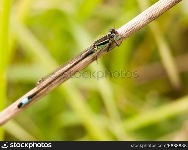 macro of a dragon fly blue resting upon a reed shoot in the windy field