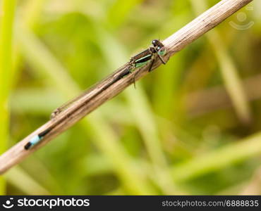 macro of a dragon fly blue resting upon a reed shoot in the windy field