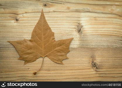 Macro of a dry brown leaf in the fall on a wooden background