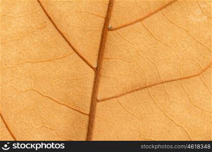 Macro of a dry yellow leaf in the fall