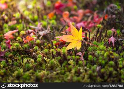 macro of a fallen leaves in autumn forest