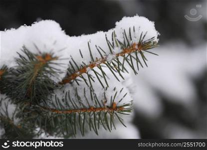 Macro of a fir branch covered with snow