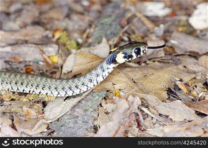 macro of a grass snake in the nature
