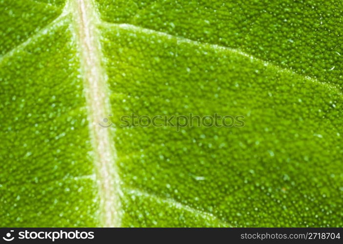 macro of a leaf with shallow dof