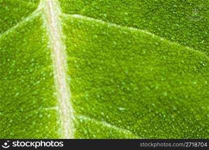 macro of a leaf with shallow dof