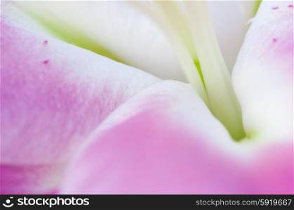 Macro of a lily flower