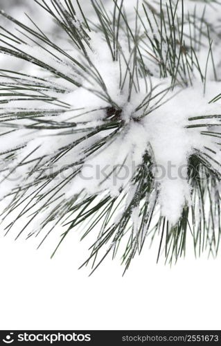 Macro of a pine branch covered with snow, single snowflakes visible at full size