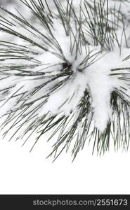 Macro of a pine branch covered with snow, single snowflakes visible at full size