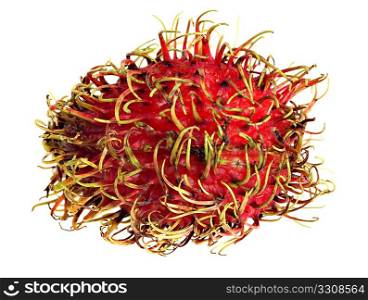 Macro of a rambutan fruit, a relative of lychees, over a white background. Rambutans are the fruit of the tree Napelium lappaceum from Indonesia