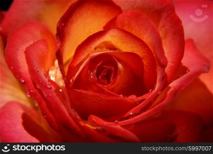 macro of a red rose with soft light
