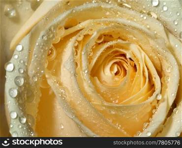 macro of a rose with water drops. Rose