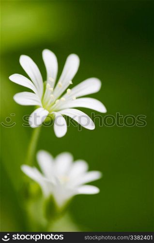 Macro of a small flower, Wood Stitchwort - Stellaria nemorum