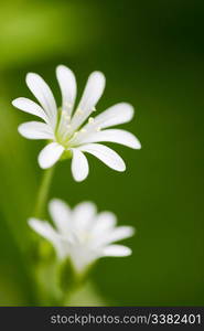 Macro of a small flower, Wood Stitchwort - Stellaria nemorum