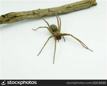 macro of a spider (Lycosidae Licosas) on a branch with white background