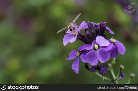 macro of a syrphidae fly in the garden on pink purple flowers