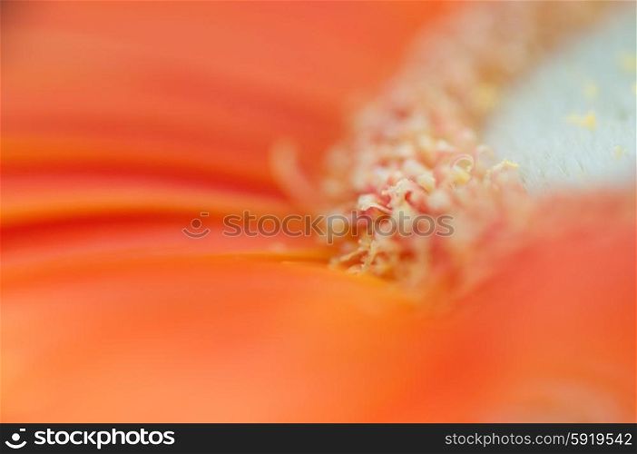 Macro of an orange Gerberra