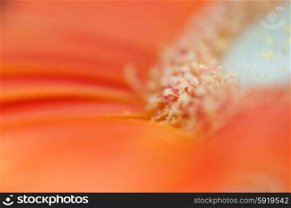 Macro of an orange Gerberra