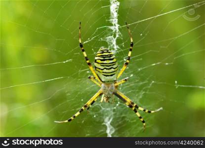 Macro of argiope spider on its web