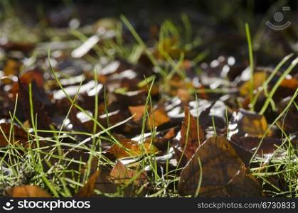 Macro of autumn leaves in grass. Detail of fallen autumn leaves in green fresh grass