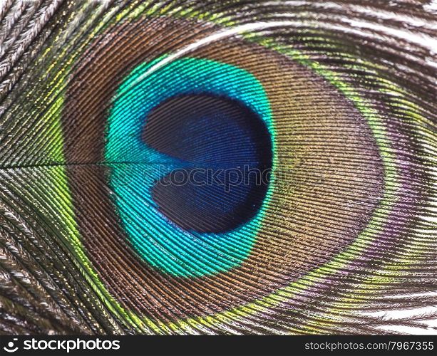 Macro of beautiful exotic peacock feather