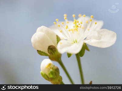 Macro of blooming tree flower