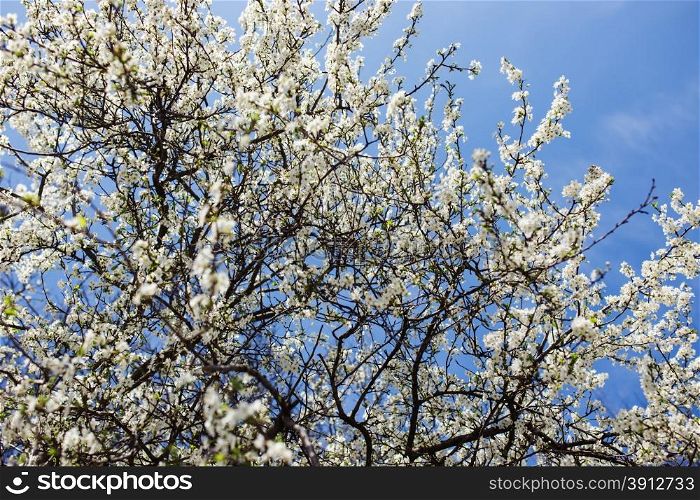 Macro of blooming tree flower