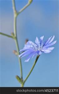 Macro of Blue chicory herb in the summer field