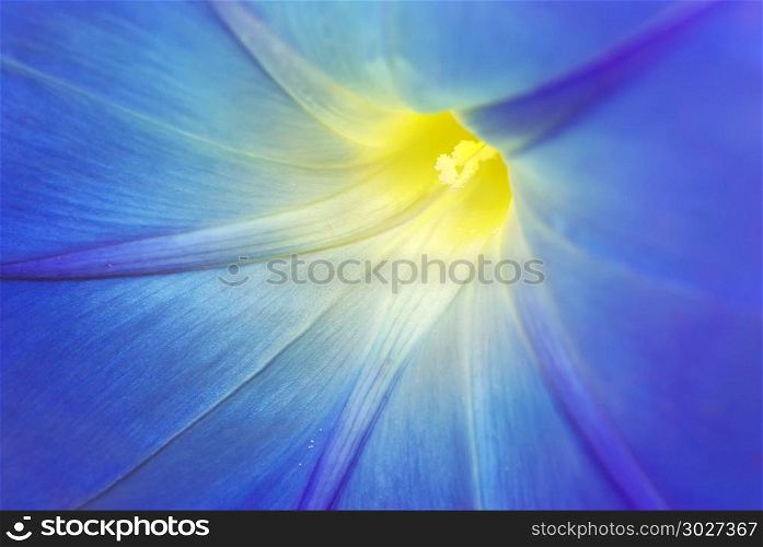 Macro of blue flower. Nature composition. . Macro of blue flower
