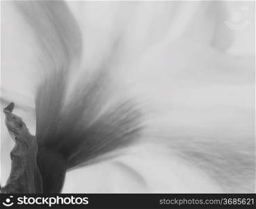 Macro of daffodil spring narcissus flower from unusual angle with soft focus black and white filter