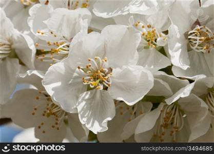 Macro of delicate and white cherry blossom flower